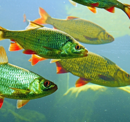 Речные рыбы