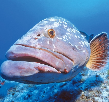 Заокеанская рыбина