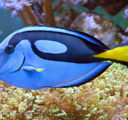 Морская рыба